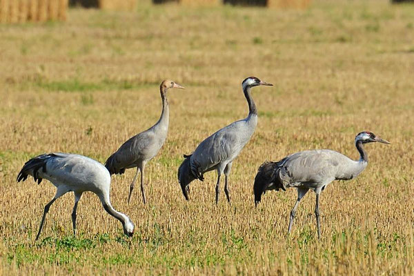 Herbstrast der Kraniche am Günzer See 2015