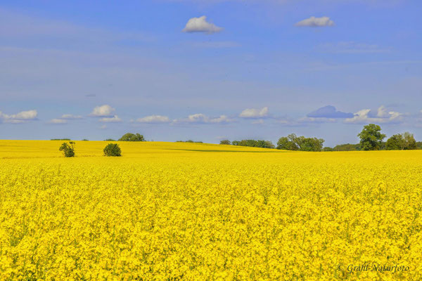 Raps (Brassica napus) so weit das Auge reicht bei Langen/Brandenburg.