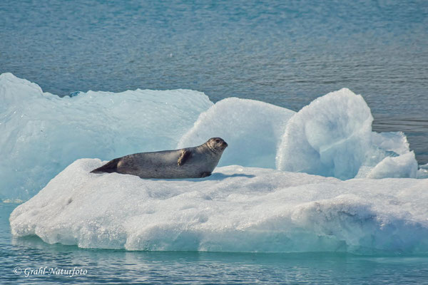 Ein Seehund (Phoca vitulina) treibt auf einer Eisscholle durch die Gletscherlagune.