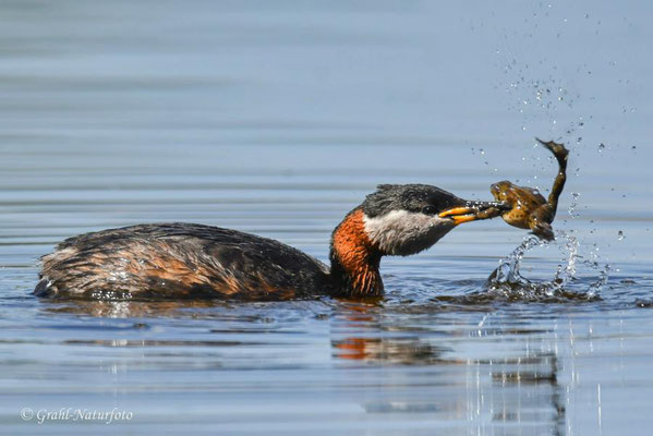 Rothalstaucher (Podiceps grisegena) hat einen Teichfrosch (Pelophylax esculentus) erbeutet, Linumer Teichland.