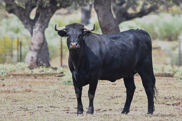 El Toro - Spanischer Kampfstier (Bos primigenius f. taurus) auf der Estanzia "Santa Amalia" in der Extremadura.