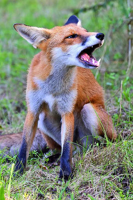 Fuchs/Rotfuchs (Vulpes vulpes) - Jungfuchs, Berlin-Dahlem