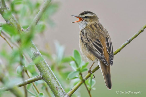 Schilfrohrsänger (Acrocephalus schoenobaenus) im NSG Untere Havel Nord.