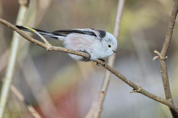 Schwanzmeise (Aegithalos caudatus)