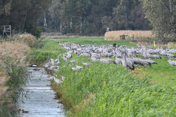 Herbstrast der Kraniche (Grus grus) in Rhin- und Havelluch 2024.