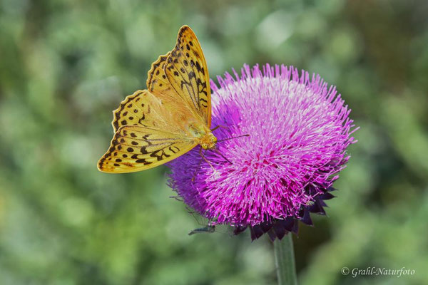 Kaisermantel (Argynnis paphia) auf einer Distelblüte am Kap Dolosman.