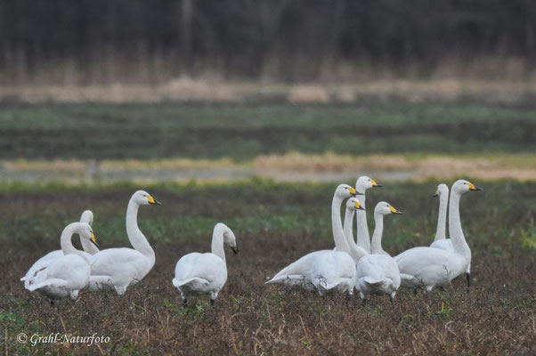 Singschwäne (Cygnus cygnus) nahe der Ortschaft "Ohnewitz".