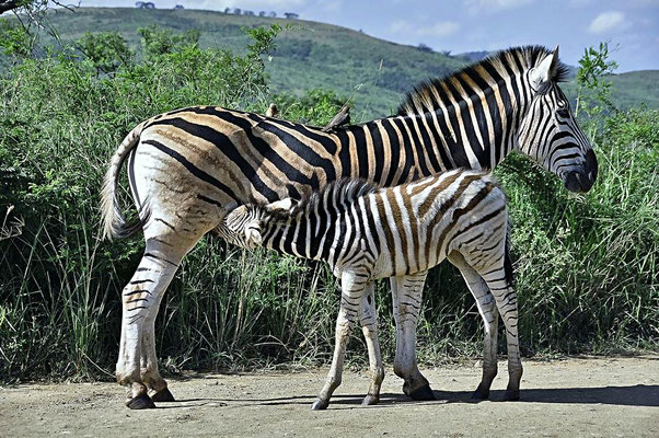 Chapman-Steppenzebra (Equus quagga chapmani), Stute beim Säugen ihres Fohlens.