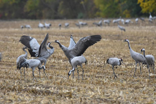 Herbstrast der Kraniche im Rhin- und Havelluch 2019