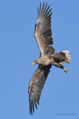 Seeadler (Haliaeetus albicilla) über dem Malchiner See.
