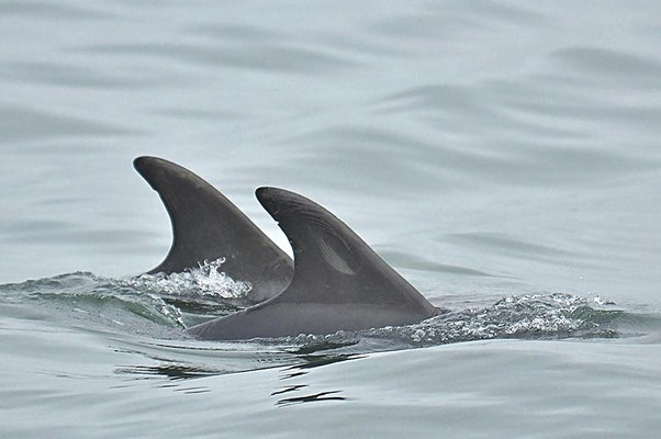 Großer Tümmler (Tursiops truncatus), diese Art wird in den Delfinarien vorgeführt und ist durch die Fernsehserie "Flipper" bekannt geworden.
