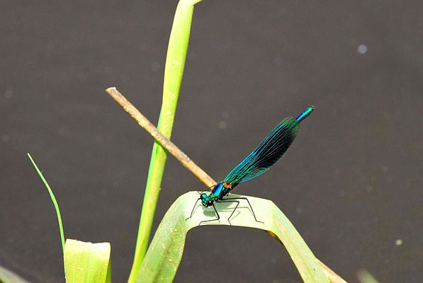 Gebänderte Prachtlibelle (Calopteryx splendens)