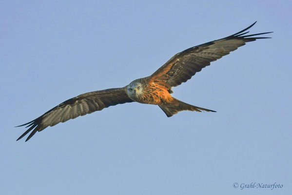 Roter Milan (Milvus milvus) über dem Malchiner See.