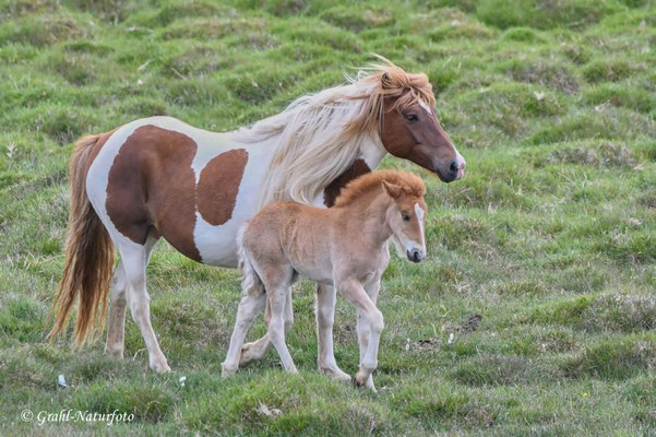 Islandpferd  (Equus ferus f. caballus), Stute mit Fohlen.
