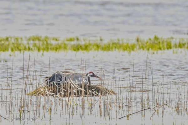 Kranich (Grus grus) auf dem Nest.
