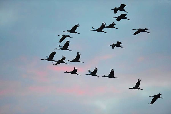Herbstrast der Kraniche im Rhin- und Havelluch - Abendeinflug bei Linum