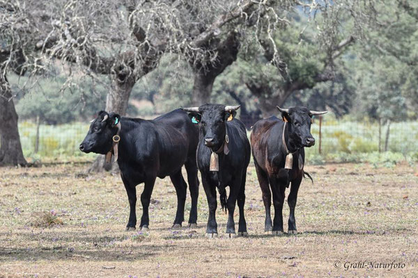 Spanische Kampfstiere (Bos primigenius f. taurus) auf der Estanzia "Santa Amalia" in der Extremadura.