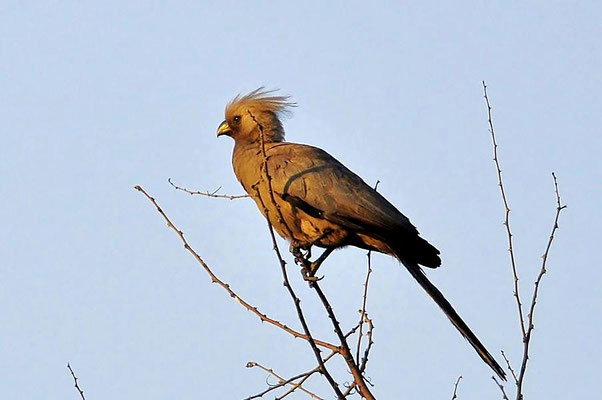 Der Graue Lärmvogel (Corythaixoides concolor) gehört zu der Familie der Turakos (Musophagidae).