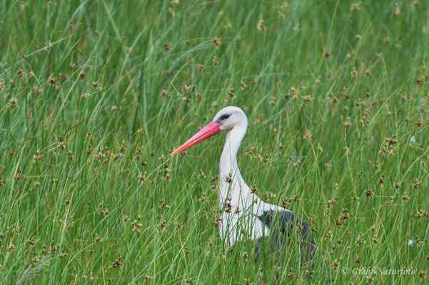 Weißstorch (Ciconia ciconia) auf Nahrungssuche bei Vadu.