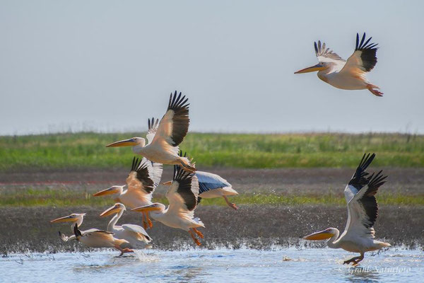 Rosapelikane (Pelecanus onocrotalus) bei Sinoe.