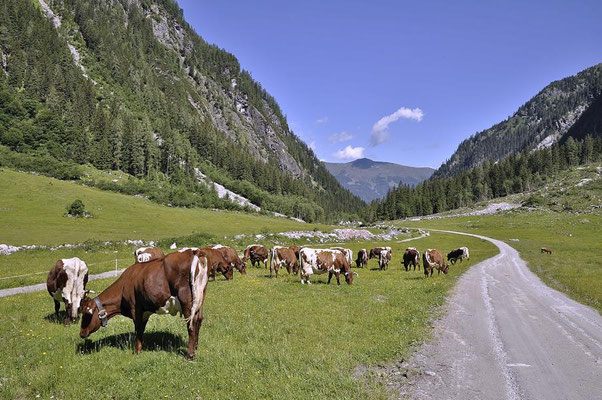 Pinzgauer Rinder ( Bos primigenius f. taurus ) im Habachtal - Salzburgerland  / Österreich