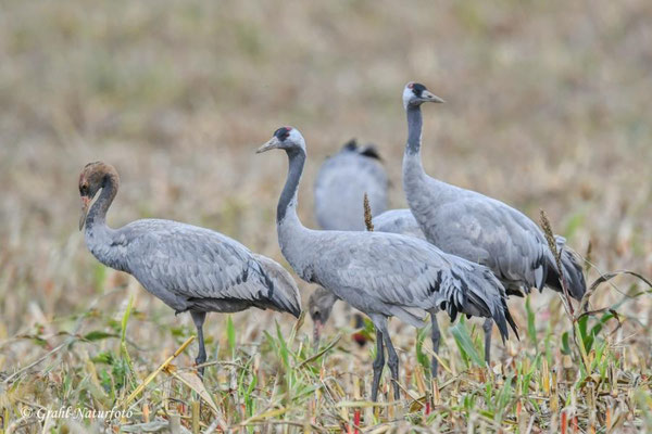 Herbstrast der Kraniche (Grus grus) in Rhin- und Havelluch 2025.
