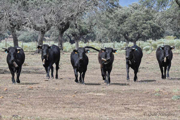 Spanische Kampfstiere (Bos primigenius f. taurus) auf der Estanzia "Santa Amalia" in der Extremadura.