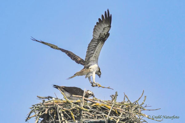 Fischadler (Pandion haliaetus) bringt ein Stöckchen - Nistmaterial, NSG Untere Havel Nord.