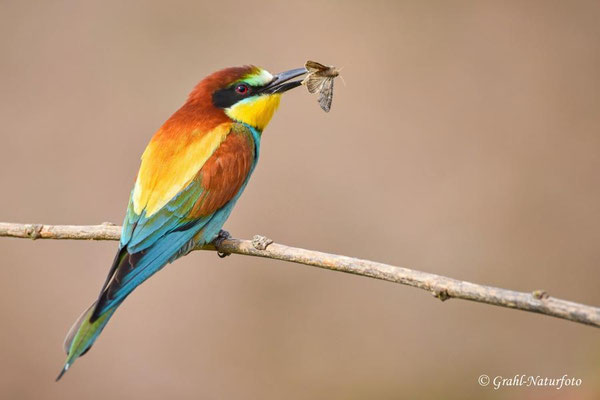 Bienenfresser (Merops apiaster) mit einem erbeutetem Schmetterling.