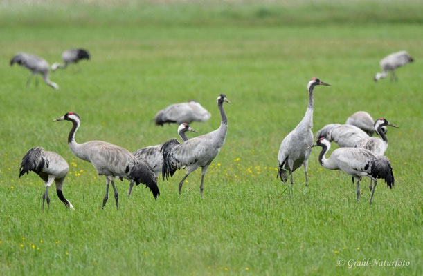Ein Junggesellentrupp aus ca. 200 Kranichen (Grus grus) steht am 02.06.2022 bei Ziethenhorst.