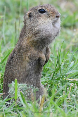 Europäischer Ziesel (Spermophilus citellus, Syn.: Citellus citellus) auf der Wiese der Ziesel bei Murighiol.