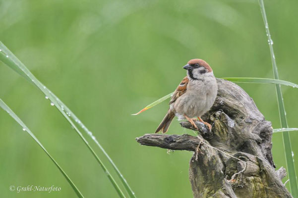 Feldsperling (Passer montanus) Hortobagy Puszta - Ungarn.