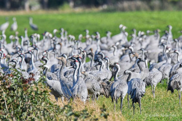 Herbstrast der Kraniche (Grus grus) in Rhin- und Havelluch 2024.