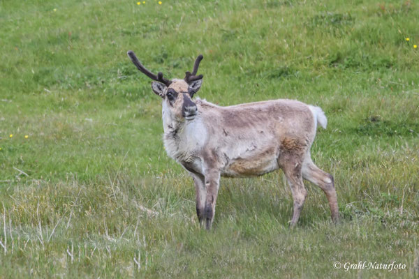 Das Rentier (Rangifer tarandus), ist ein eingeführtes Tier und kommt hauptsächlich im Osten der Insel vor. Die Rentiere wurden im 18. Jahrhundert aus Skandinavien eingeführt.