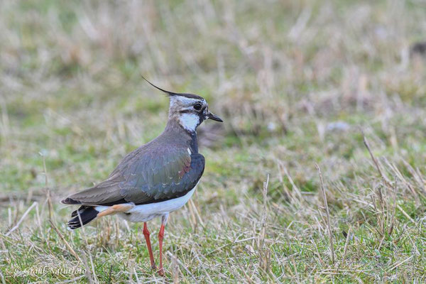 Kiebitz (Vanellus vanellus) im Rickelsbüller Koog / Nordfriesland.