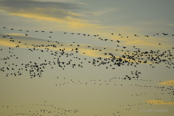 Abendeinflug der Kraniche (Grus grus) zum Schlafplatz.