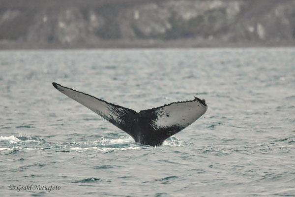 Die Nahrung der Buckelwale (Megaptera novaeangliae) besteht vor allem aus Krill und auch aus Fischen.
