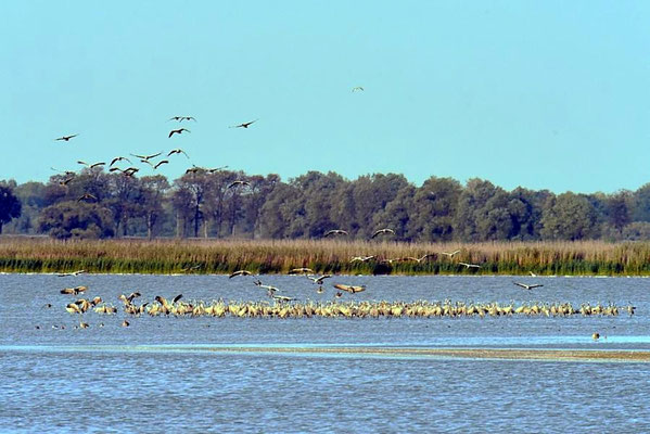 Herbstrast der Kraniche im Rhin- und Havelluch - Kraniche landen an einer flachen Stelle im Gülper See