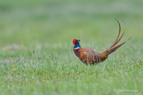 Jagdfasan (Phasianus colchicus) auf den Wiesen von Parey.