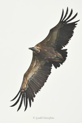 Gänsegeier (Gyps fulvus)