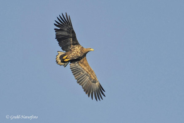 Seeadler (Haliaeetus albicilla)