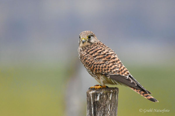 Turmfalke (Falco tinnunculus) weibl. Tempelhofer Feld / Berlin