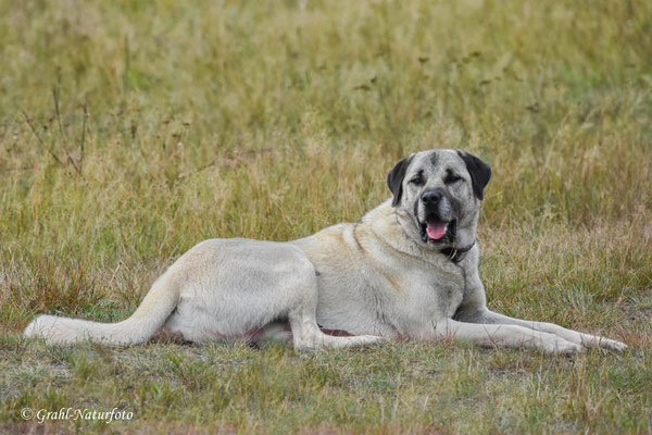 Kangal oder Anatolischer Hirtenhund (Canis lupus f. familiaris)