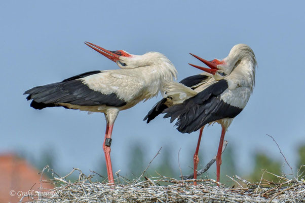 Weißstörche (Ciconia ciconia) bei der Begrüssung in Rühstädt.