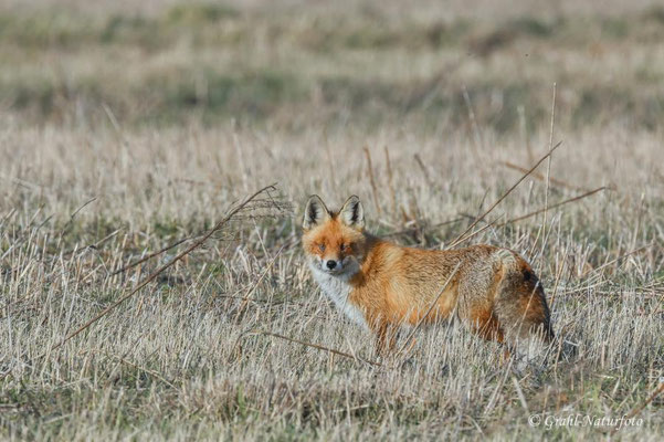 Rotfuchs (Vulpes vulpes) bei der Ortschaft Görne.