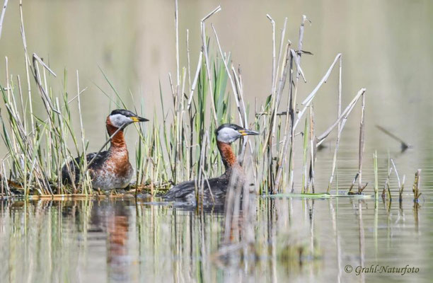 Rothalstaucherpaar (Podiceps grisegena), Linumer Teichland.