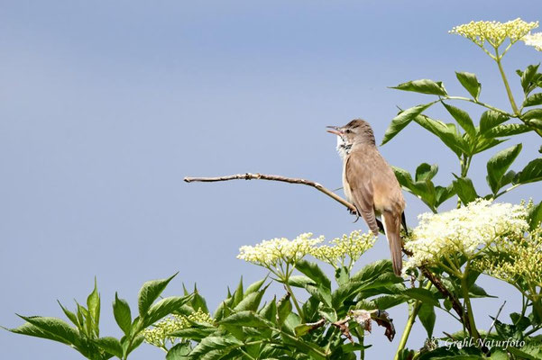 Drosselrohrsänger (Acrocephalus arundinaceus) am "Alten Rhin".