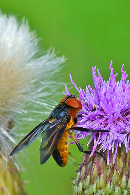 Raupenfliege (Phasia hemiptera)