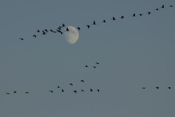 Herbstrast der Kraniche im Rhin- und Havelluch - Abendeinflug bei Linum
