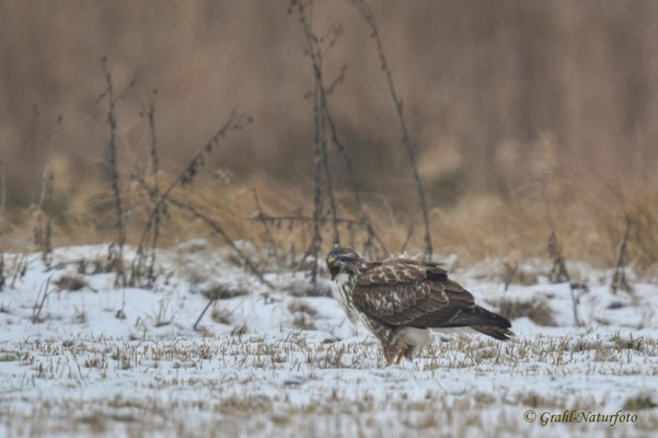 Mäusebussard (Buteo buteo) aus die Maus, NSG Untere Havel Nord.